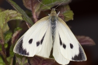 La Piride du chou. Une femelle (Lpidoptre - Pieridae - Pieris brassicae)